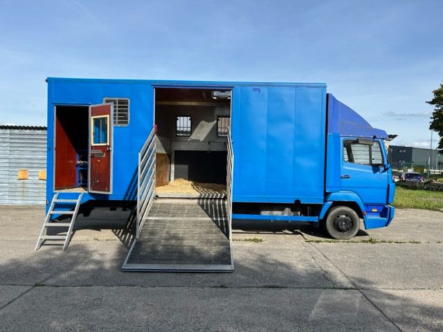 Mercedes-Benz 814 4 Pferde /SK (375639335)